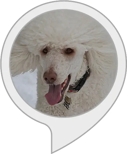 Amazoncom Poodle Fun Alexa Skills Body Soul And Spirit Png Poodle Png