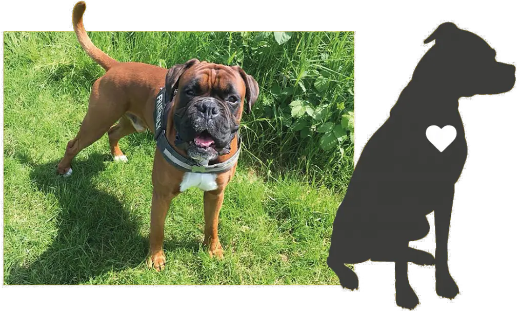 Therapy Dog U2013 School Ssg Services Png Boxer Icon