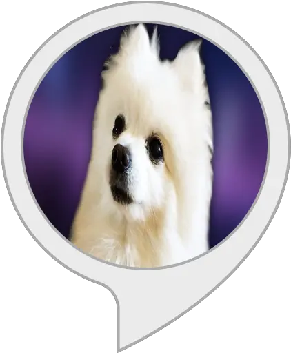 Alexa Skills Pomeranian Png Gabe The Dog Png
