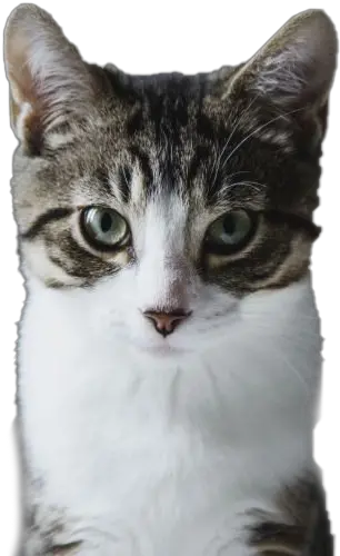 Cat Png Images Hd Domestic Cat Cat Png Transparent