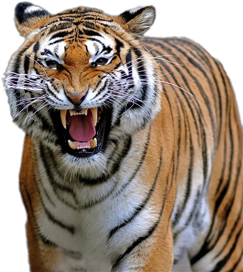 Download Hd Tiger Png Image Transparent Background Tiger Roar Png Tiger Png