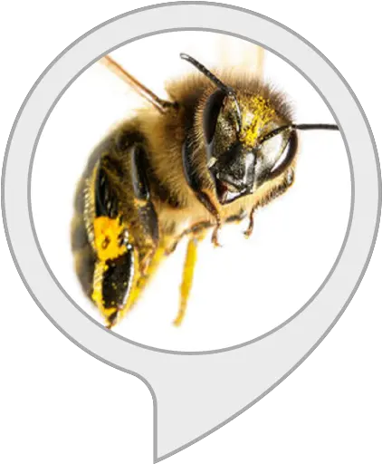 Alexa Skills Bumblebee Png Bee Movie Png