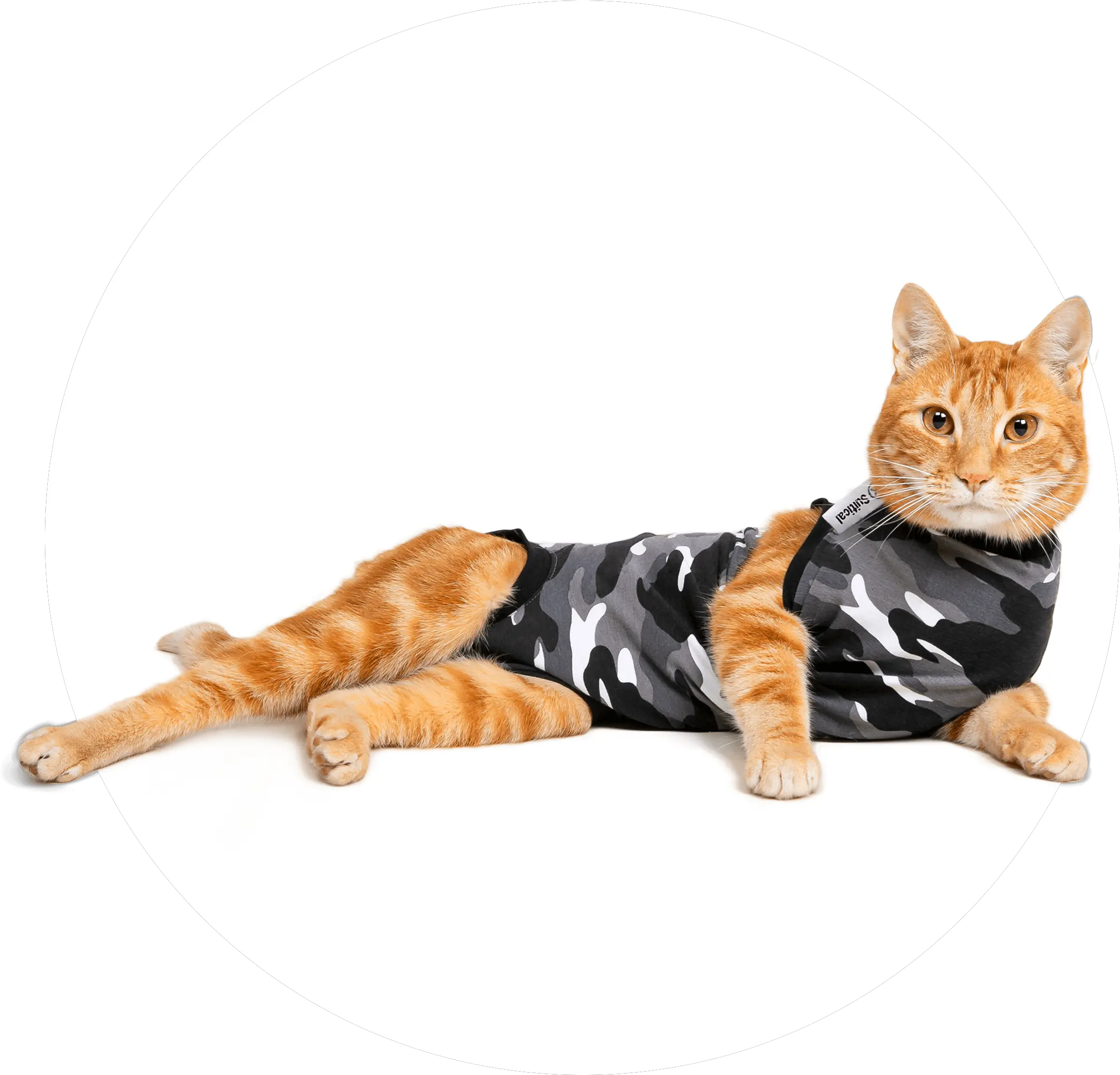 Recovery Suit Cat Suitical Cat Suit For Cat Png Calm Icon For Cats png