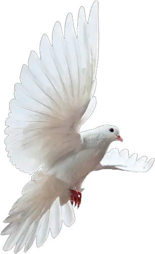 Png Doves Transparent Clipart Rock Dove Dove Transparent Background