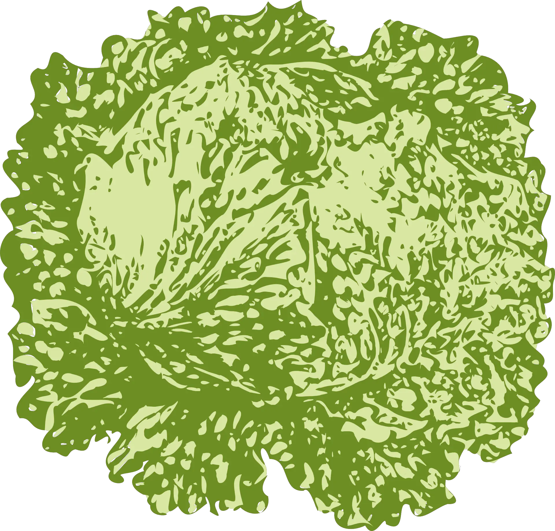 Iceberg Lettuce Green Free Vector Graphic On Pixabay Slice Of Lettuce Png Lettuce Png