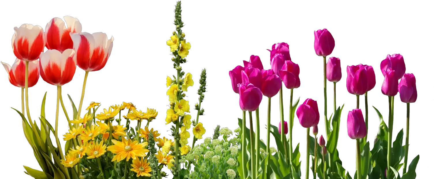 Png Tulips Spring Flowers Flower Bed Real Spring Flowers Png Flower Bed Png png