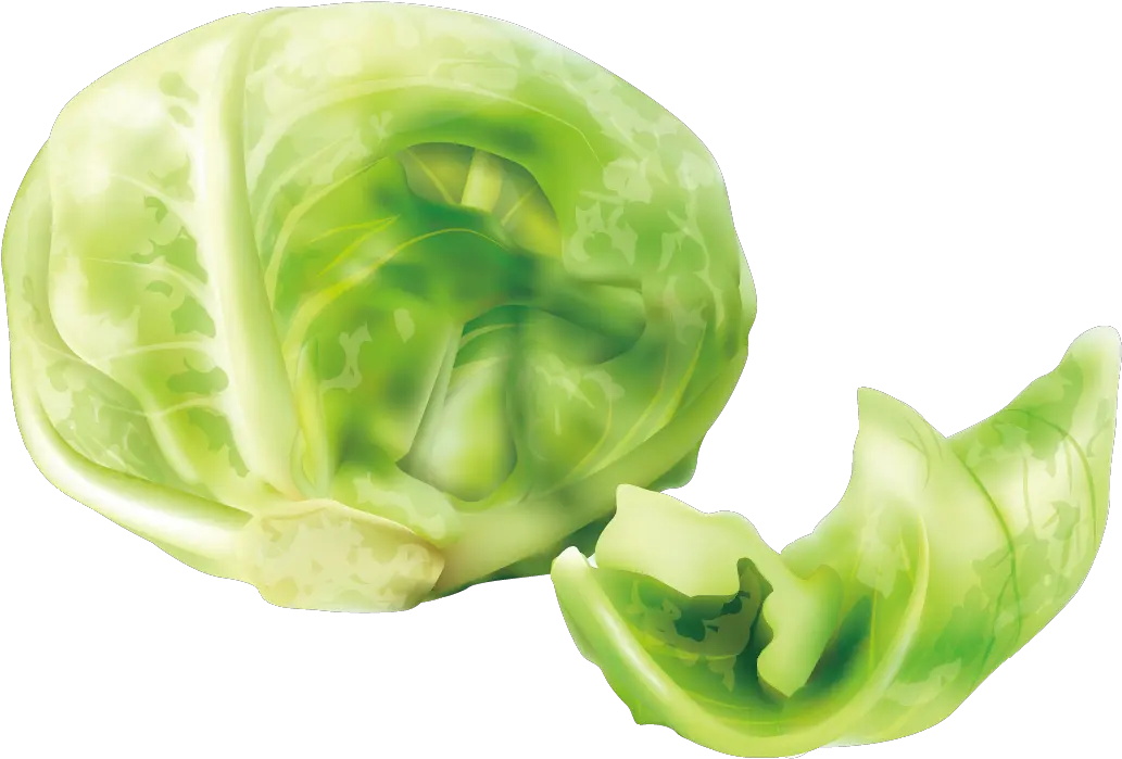 Download Cabbage Cruciferous Vegetables Lettuce Cabbage Png Cabbage Transparent Background