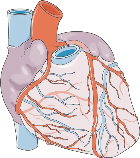 Heart Vascularization Servier Medical Art Vascularisation Of The Heart Png Heart Organ Png