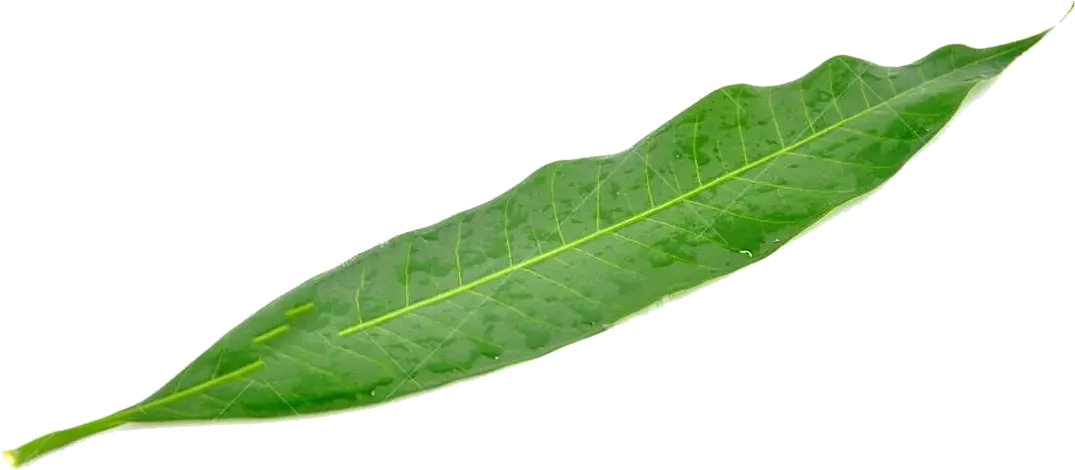 A Mango Leaf Png Download Mango Tree Leaf Png Leaf Png Transparent png