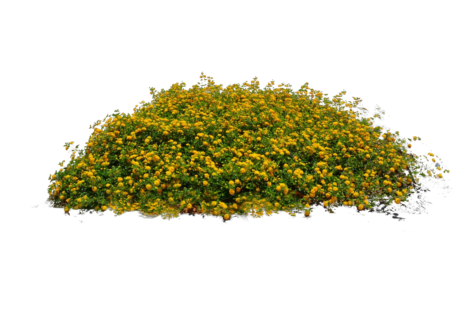 Flower Plants Png Transparent Small Flower Plant Png Flower Bushes Png