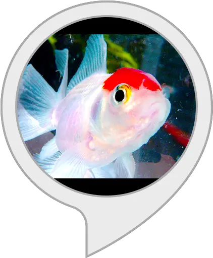 Amazoncom Fish Tank Alexa Skills Feeder Fish Png Fish Tank Png
