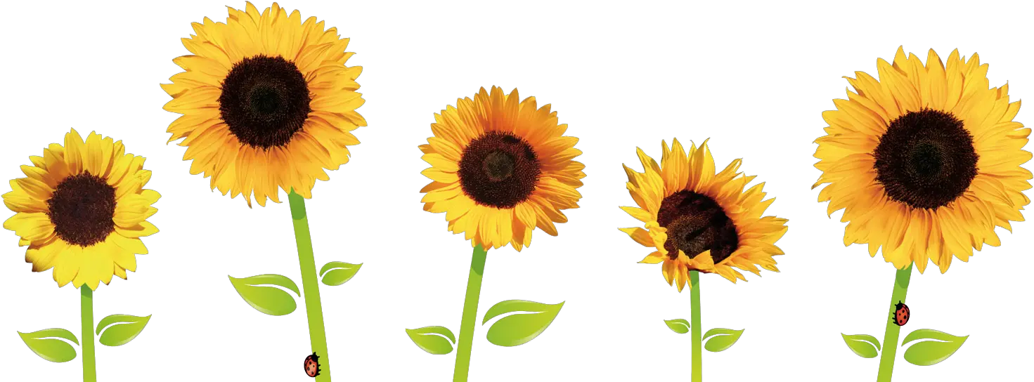 Flower Drawing Tumblr Transparent Free Download Sunflowers Png Tumblr Transparent Png