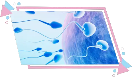 Best Sperm Bank In Chennai India Fertility Center Low Sperm Count Anatomy Png Semen Png