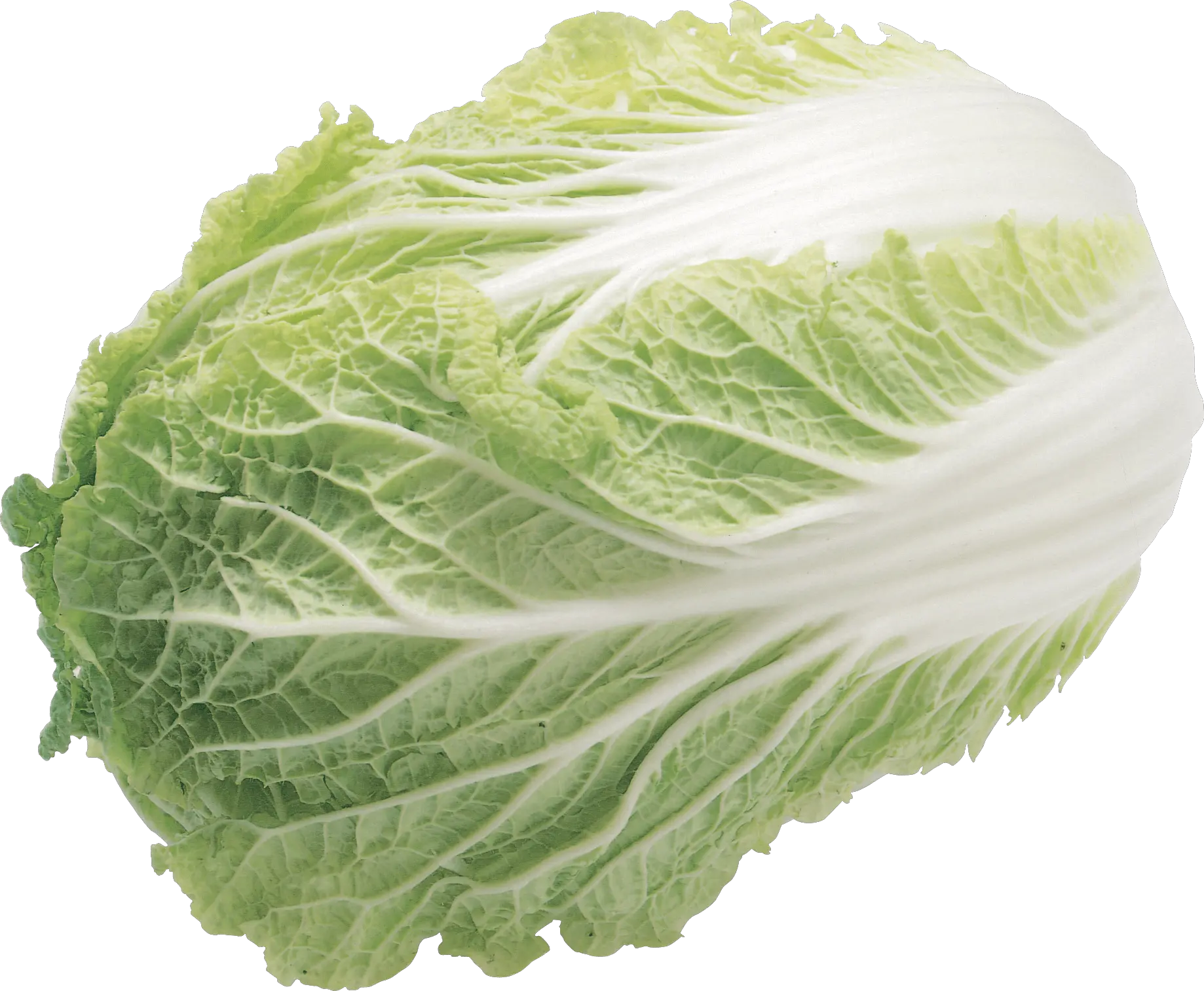 Salad Png Free Download 7 Transparent Background Lettuce Transparent Salad Png