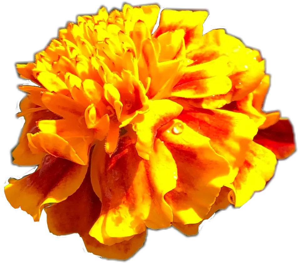 Marigold Flower Spring Yellow Gold Sticker By Am Lovely Png Marigold Transparent