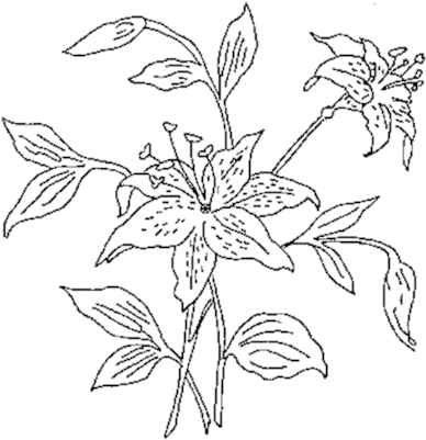 Flower Outline Png Lily Family Flower Outline Png