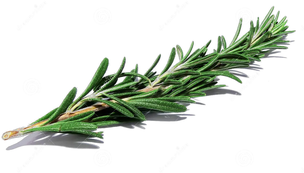 Herbs Drawing Herb Bouquet Transparent Background Herbs Png Mexican Banner Png