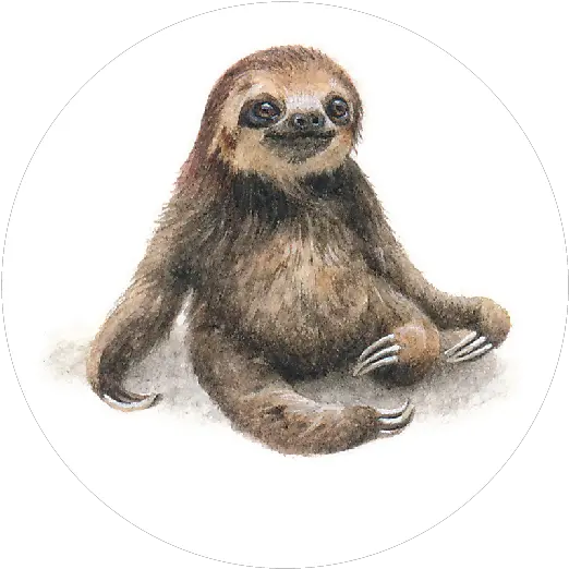 Download Off Of The Back Her Hugely Successful Previous Png Sloth Transparent Background