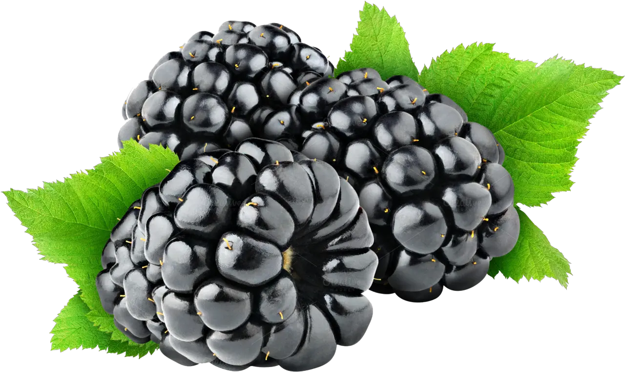 Berry Clipart Transparent Background Blackberry Png Berries Png