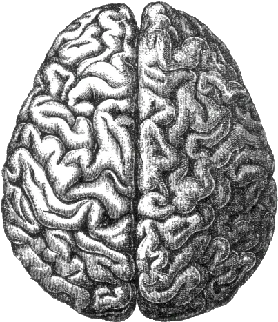 Human Brain Png Image Hemispheres Of The Brain Human Brain Png