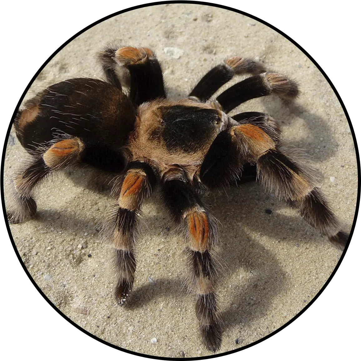 Central Florida Zoo U0026 Botanical Gardens Red Knee Tarantula Black And Yellow Tarantula Png Tarantula Png