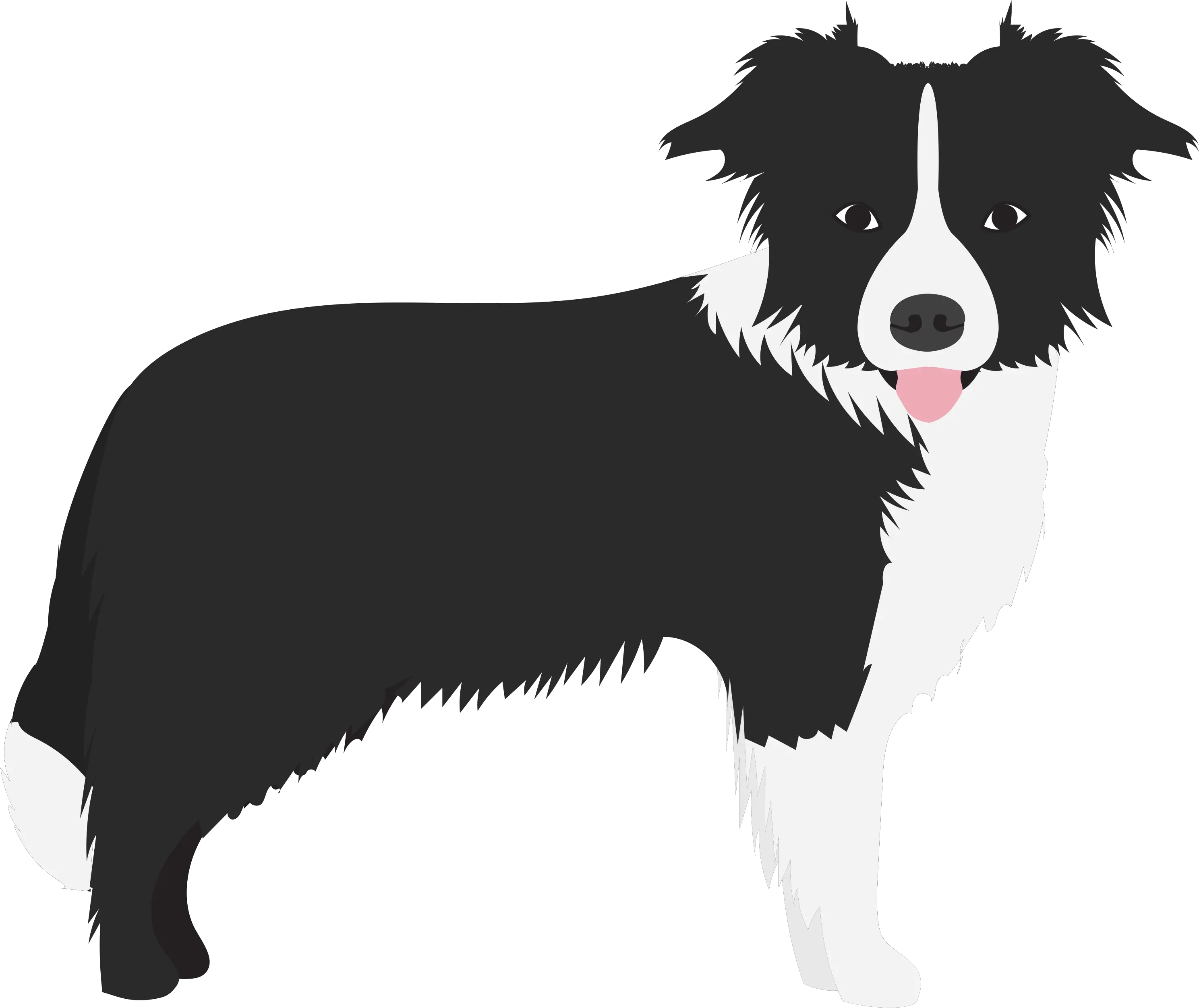 Border Colie Dogs In The News Border Collie Png Flat Border Collie Png png