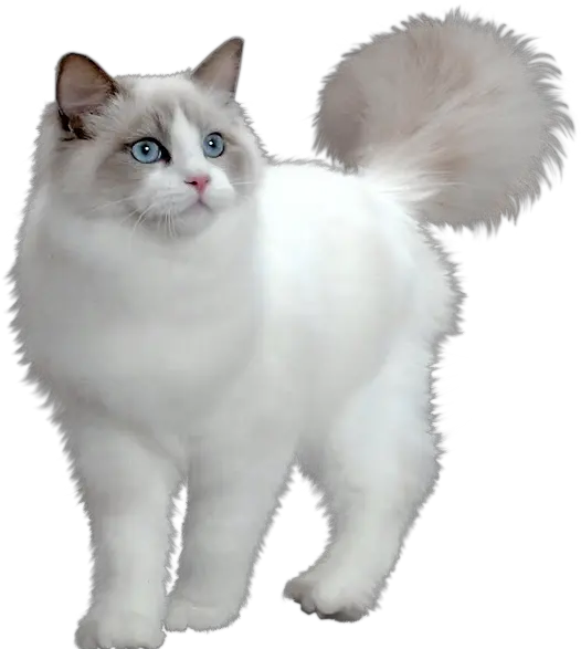 Langford Vets Cat Genetic Testing Cute Munchkin White Cat Png Transparent Cat
