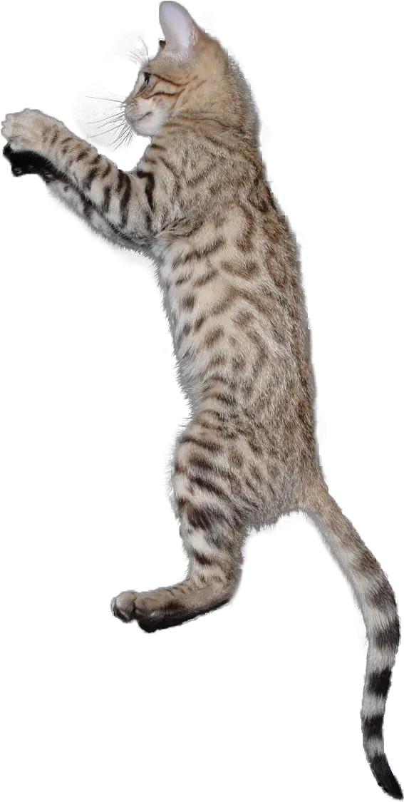 Cat Png Jumping Cat Png Cat Jumping Transparent Cat Jumping Transparent Background Cats Transparent Background