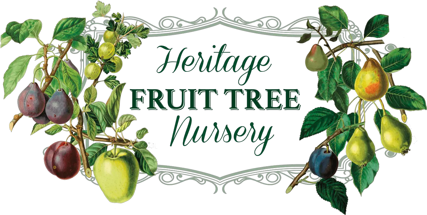 Heritage Fruit Tree Nursery Apple Trees Fruit Tree Png Fruit Tree Png png