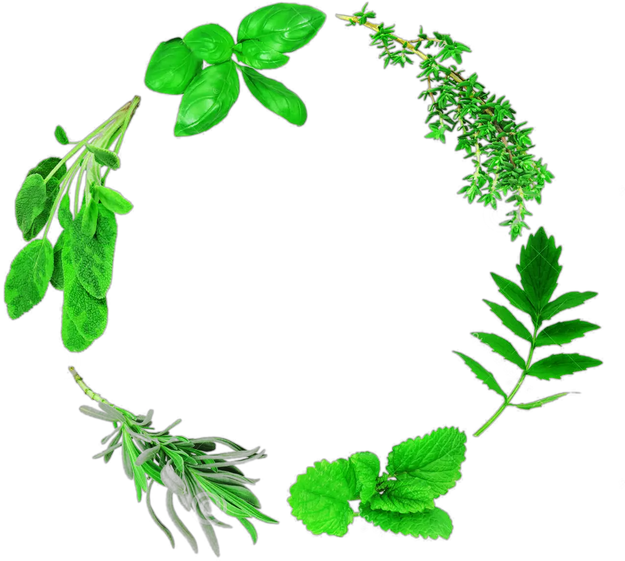 Herbs Vector Lemon Leave Clipart Full Size Clipart Herbs Vector Png Frame Herbs Png