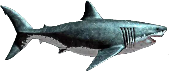 Collection Of Free Shark Transparent Meg 522736 Png Megalodon Png Shark Transparent Background