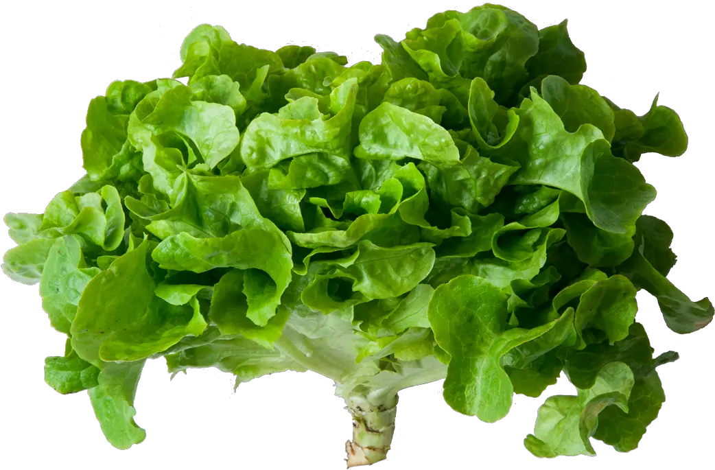 Download Lechuga Verde Romaine Lettuce Full Size Png Lettuce Png Lettuce Png