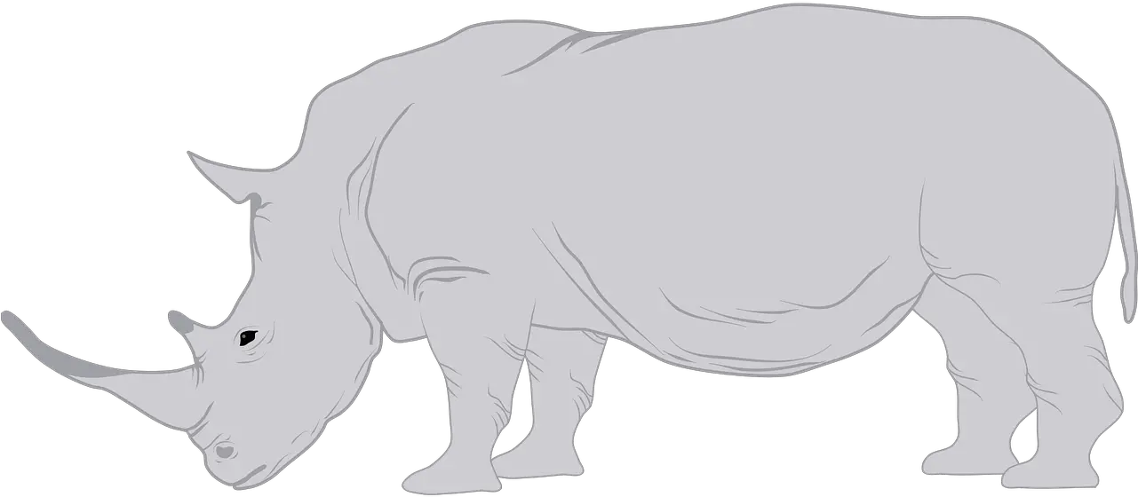 Rhino Rhinoceros Horn Free Vector Graphic On Pixabay White Rhinoceros Png Rhinoceros Png