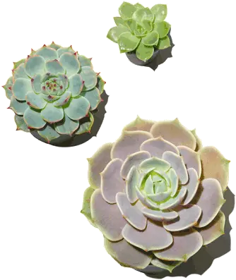 Download Succulent Plant Png Image With No Background White Mexican Rose Succulent Transparent Background