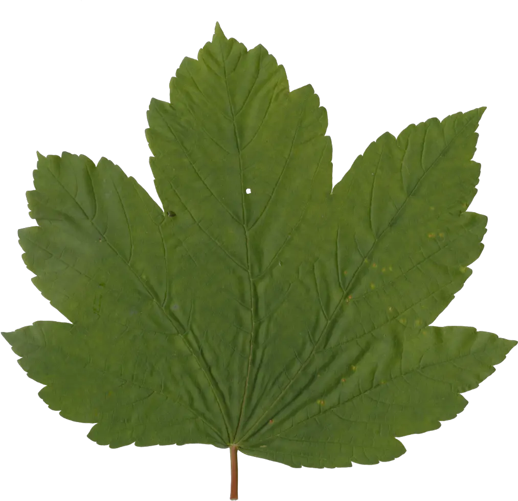 Grape Leaf Png Nature Leaves Maple Leaf 2414546 Vippng Maple Leaf Maple Leaf Png png