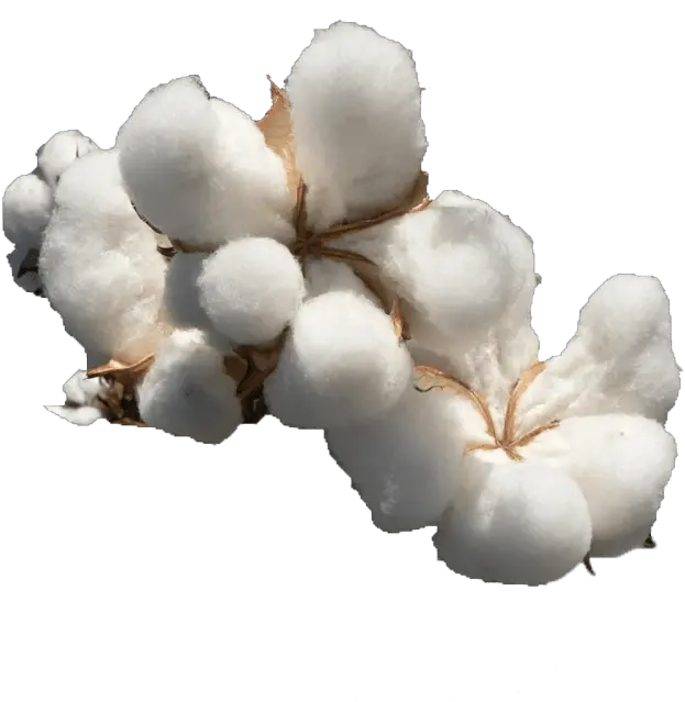 Cotton Png Free File Download Cotton Png Png File Download