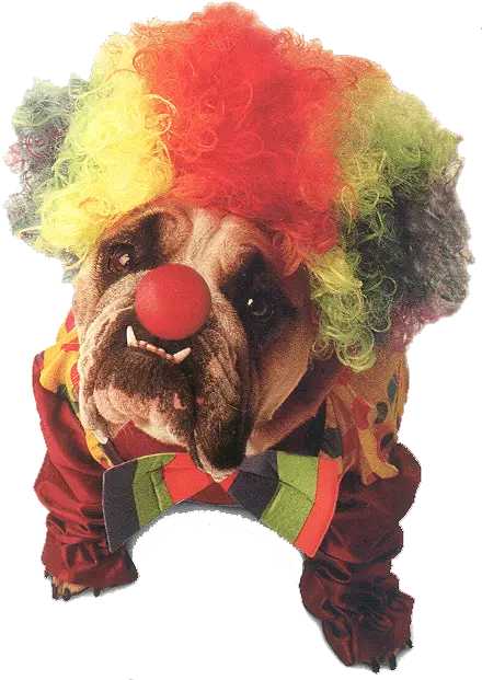 World Animal Beauti And Funny Dog Halloween Costumes Clown Dog Png Clown Wig Transparent