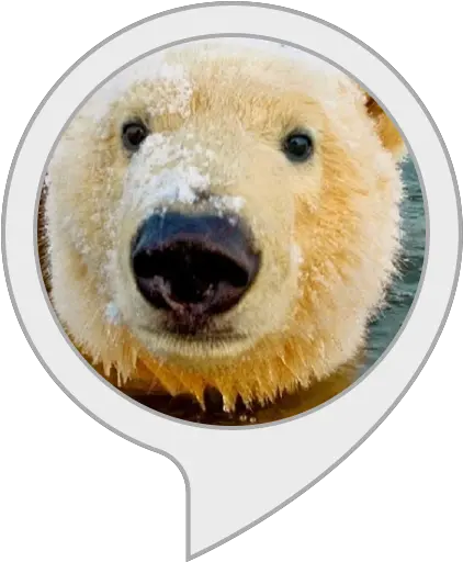Alexa Skills Faroe Islands Polar Bear Png Polar Bear Transparent Background