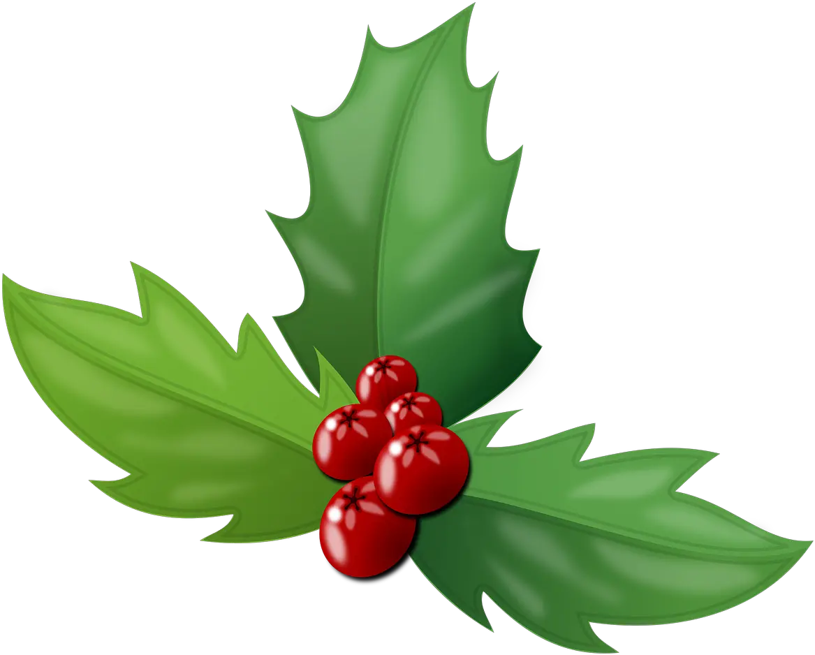 Holly Berries Leaves Holly Berries Transparent Background Png Holly Leaves Png