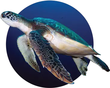 Texas Sea Turtle Nesting Season Gulf Coast Mariner Magazine Hawksbill Sea Turtle Png Sea Turtle Png