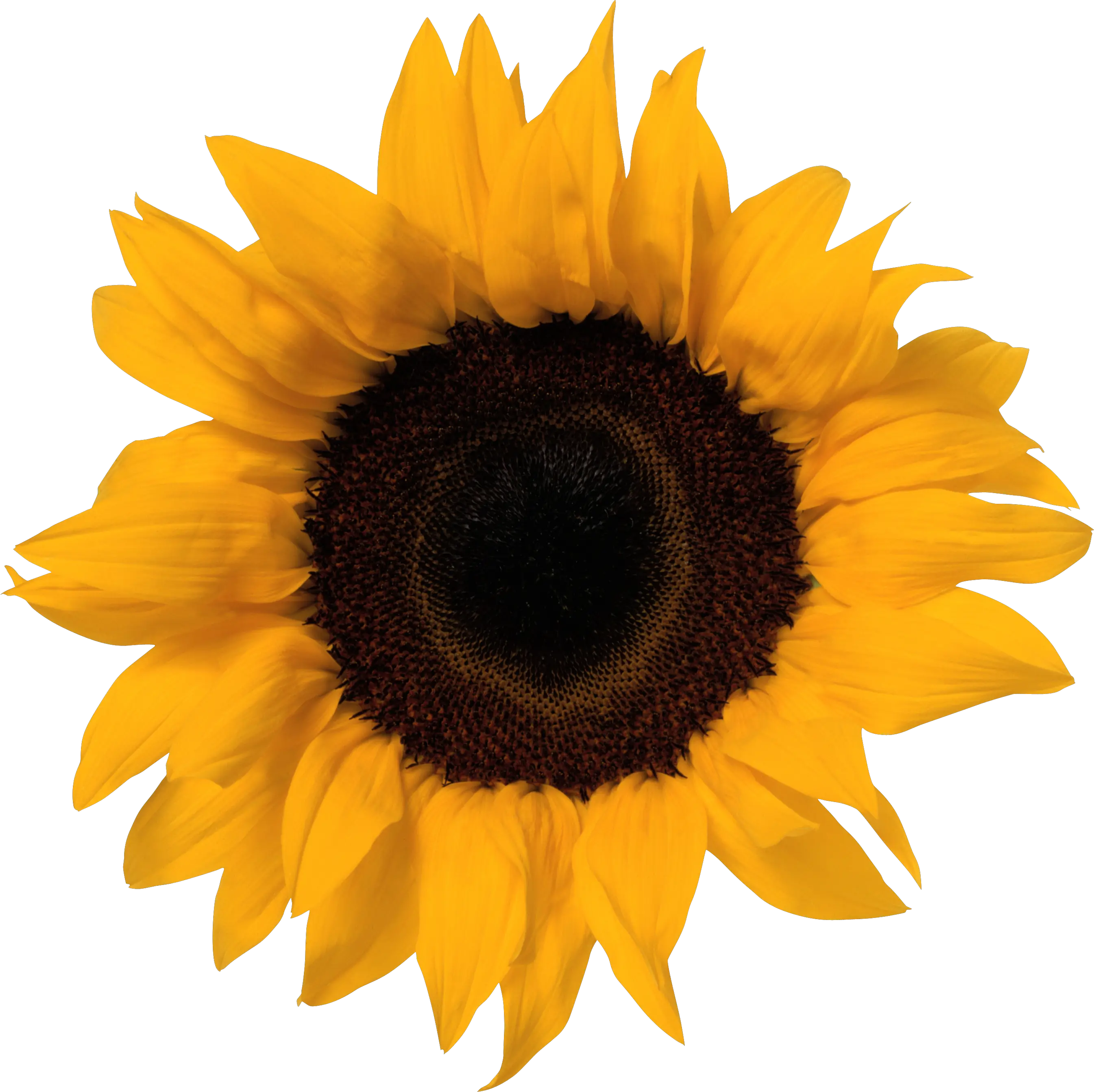 Sunflowers Free Png Transparent Image Sunflower Clipart Transparent Background Sunflower Transparent Background