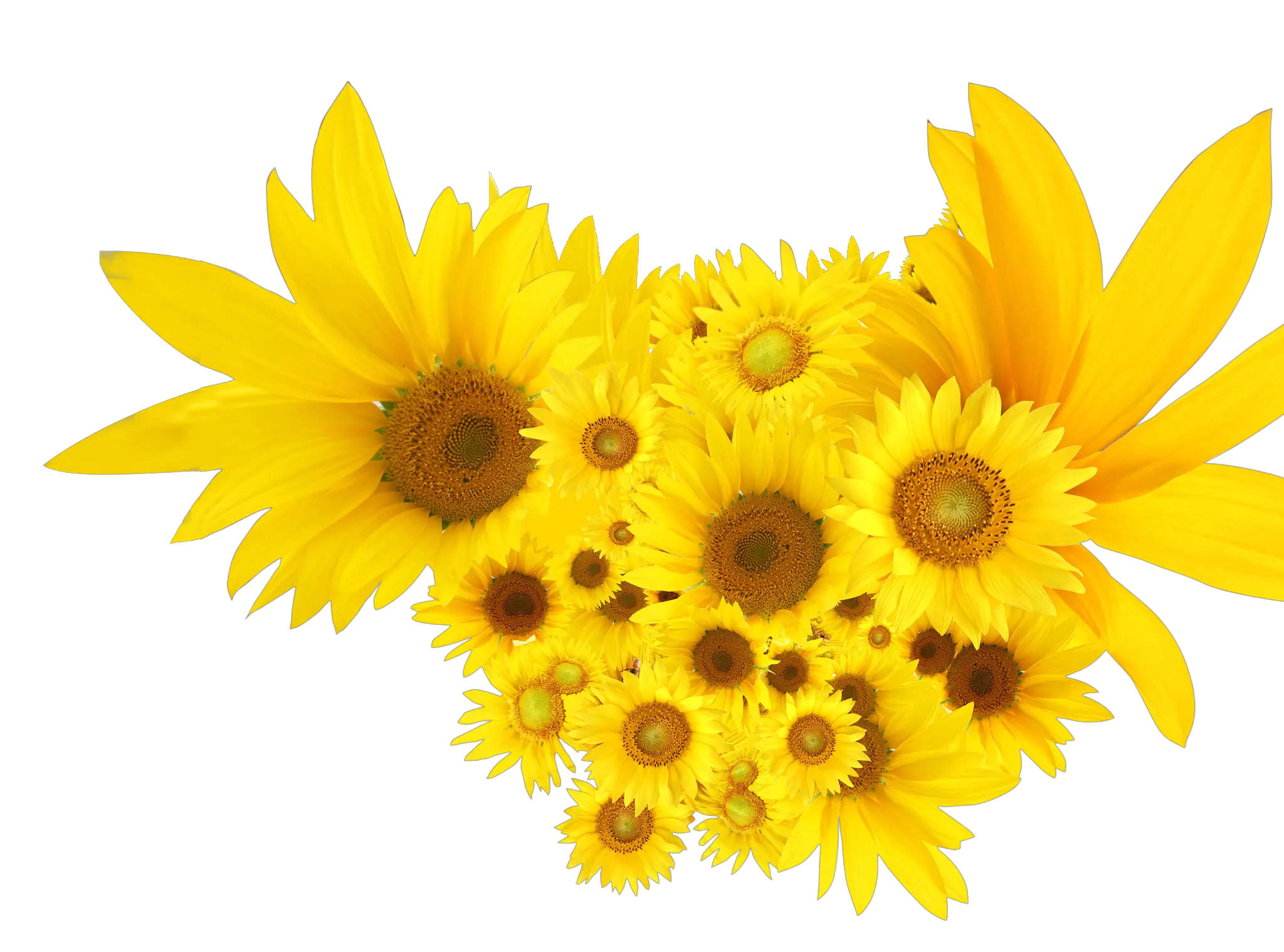 Download Sunflowers Common Sunflower Clip Art Common Sunflowers Png Clipart Sunflowers Transparent Background