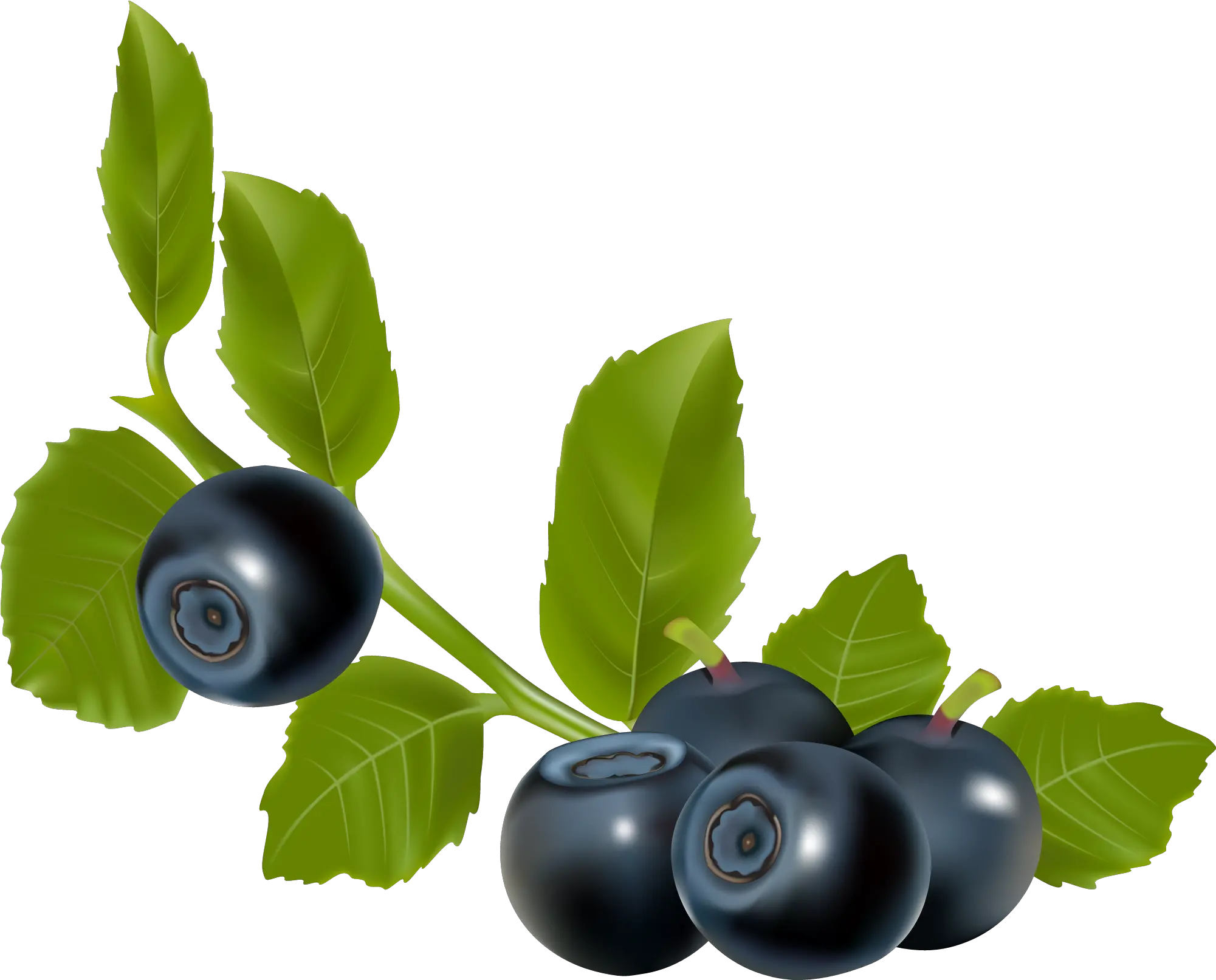 Blueberry Berry Stock Illustration In Eps And Png Format Blueberry Fruit Vector Berry Png