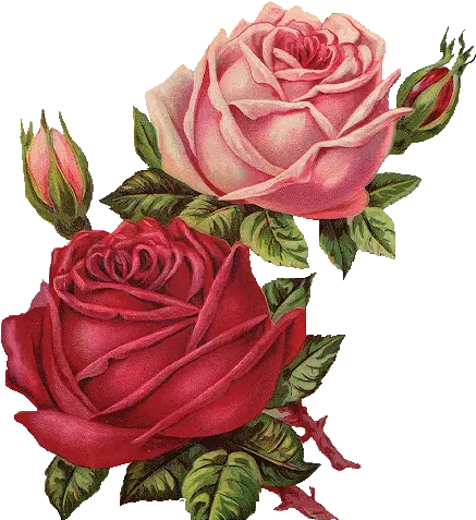 Download Red Rose Clipart Vintage Flower Png Image Red Roses Vintage Png Vintage Flower Png