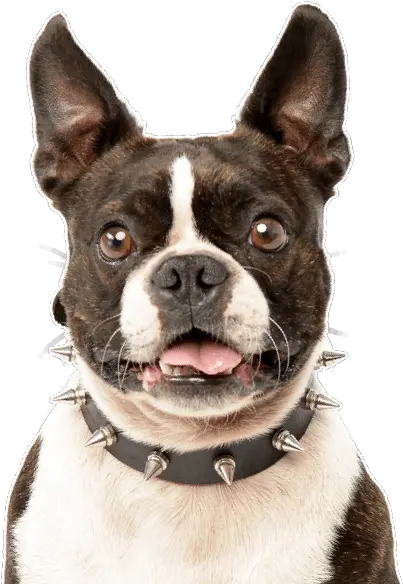 Boston Terrier Puppies For Sale Transparent Boston Terrier Png Boston Terrier Png