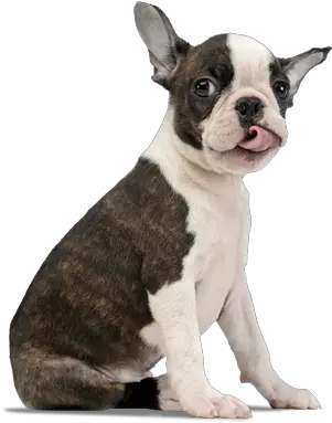 Boston Terrier Png Images In Transparent Boston Terrier Png Boston Terrier Png