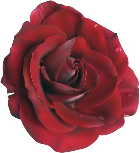 Rose Vector Clipart Red Realistic Rose Drawing Png Rose Vector Png