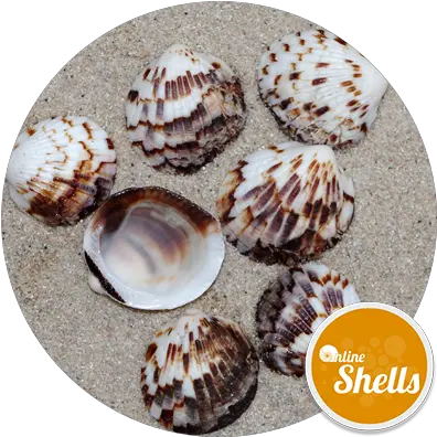 Download Tawny Owl Clam Shell Full Size Png Image Pngkit Collection Clam Png