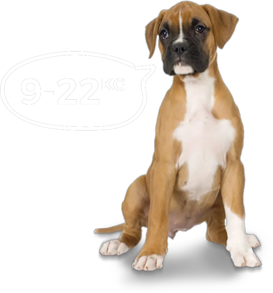 Download Hd Boxer Dog Png Pirate Boxer Dog Ornament Round Boxer Dog Png Dog Png png