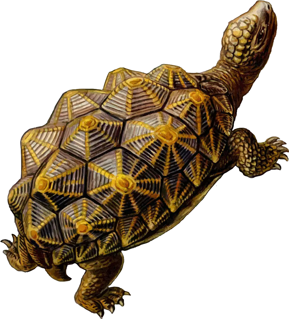 Turtle Download Free Images 999x1100 87831 Kb Png Tortoise Turtle Shell Geometry Turtle Png